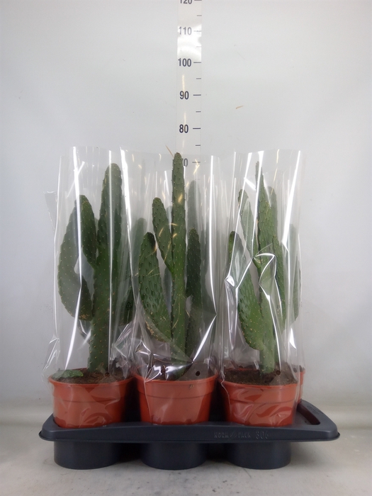 <h4>Opuntia</h4>