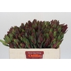 Leucadendron Senorita