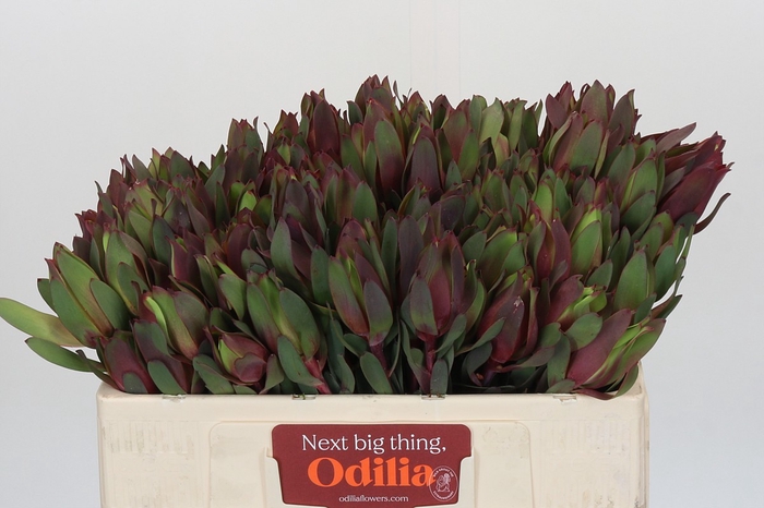 <h4>Leucadendron Senorita</h4>