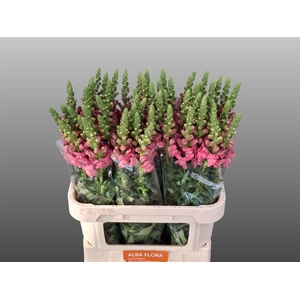 Antir Avignon Rose