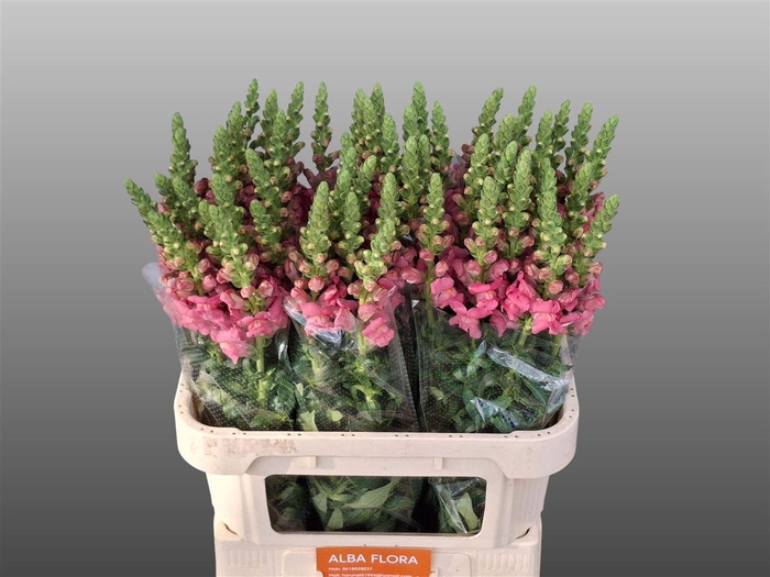 <h4>Antir Avignon Rose</h4>