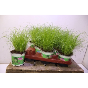 arr8 Cyper Alt Zumula