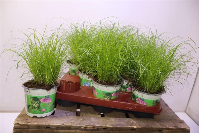 <h4>arr8 Cyper Alt Zumula</h4>