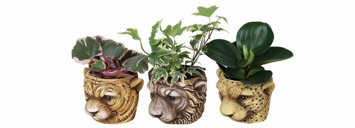 <h4>L 67304  Green MIX 6 cm</h4>