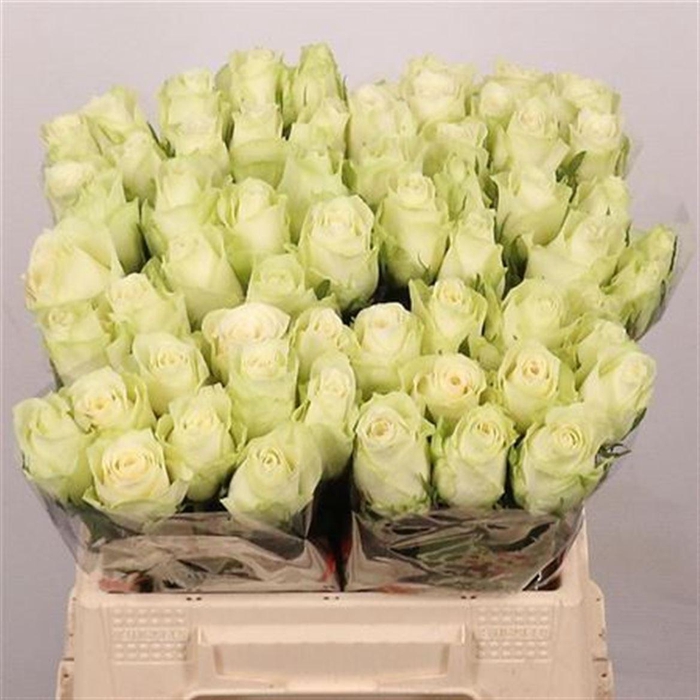 <h4>R Gr Athena</h4>