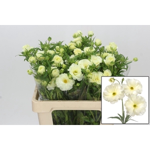 RAN BUTTERFLY GRACES