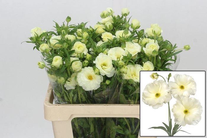 <h4>RAN BUTTERFLY GRACES</h4>