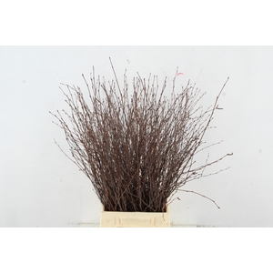 BETULA BS NATURAL