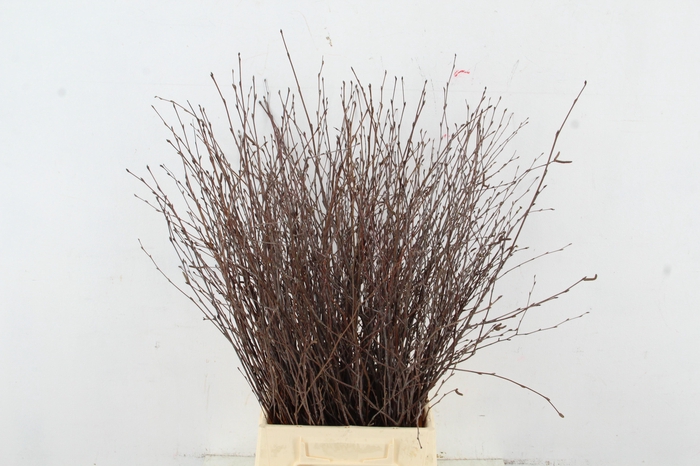 <h4>BETULA BS NATURAL</h4>