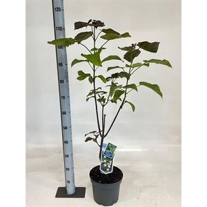 Catalpa erubescens 'Purpurea'