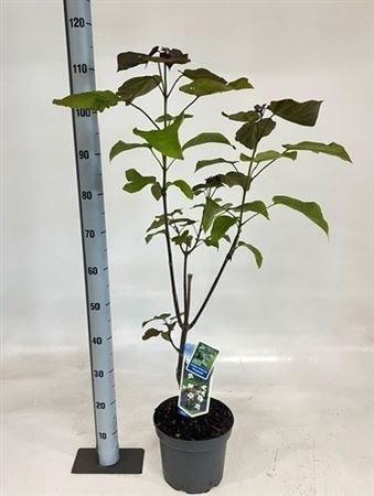 <h4>Catalpa erubescens 'Purpurea'</h4>