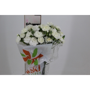 CRAVO SPRAY RAMAYA 060 CM