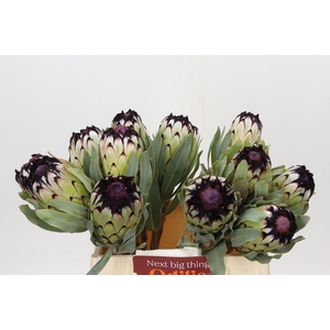 Protea Niobe