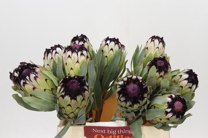 <h4>Protea Niobe</h4>