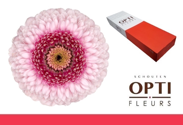 <h4>GE MB POM CAMILLA-Doos</h4>