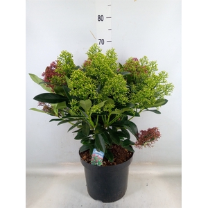 Skimmia jap.