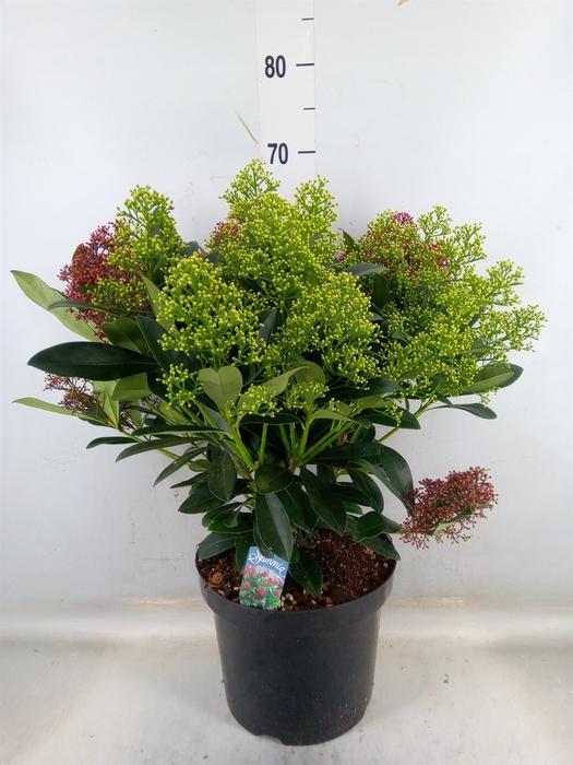 <h4>Skimmia jap.</h4>