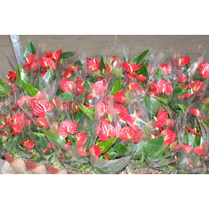 ANTHURIUM RED SUCCESS P12