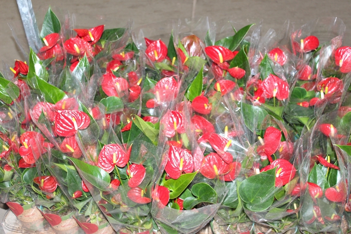 <h4>ANTHURIUM RED SUCCESS P12</h4>
