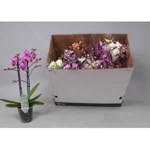 PHAL MF GEM 8 KL