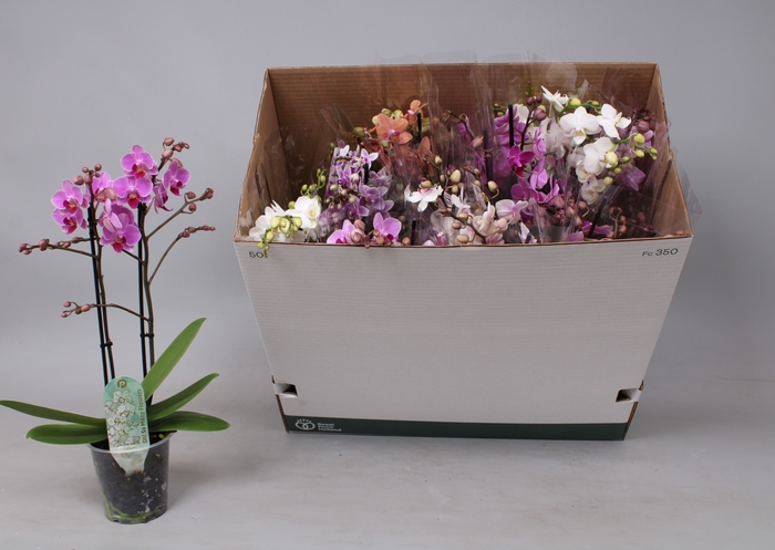 <h4>PHAL MF GEM 8 KL</h4>