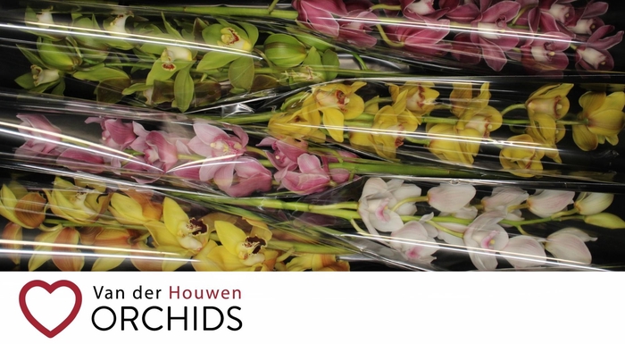 <h4>80 cm gemengd.</h4>