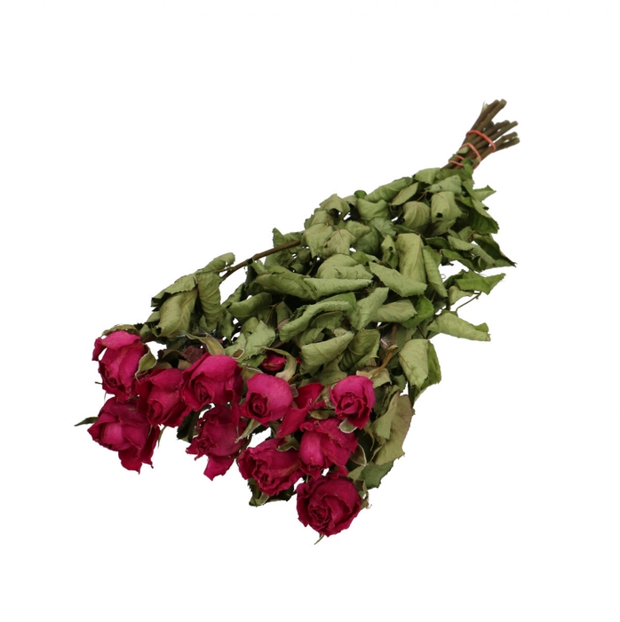 <h4>Dried flowers Rose 50cm x10</h4>