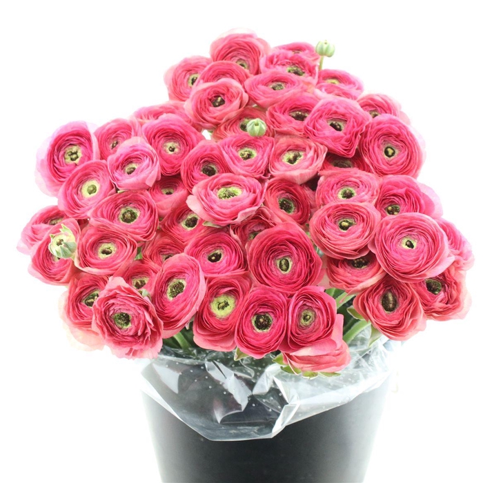 <h4>Ran Su Sr Charleston Extra</h4>