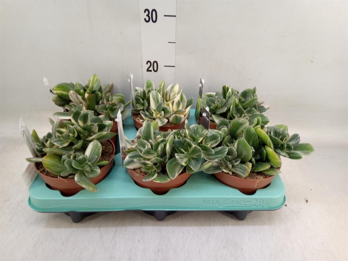 <h4>Crassula ...</h4>