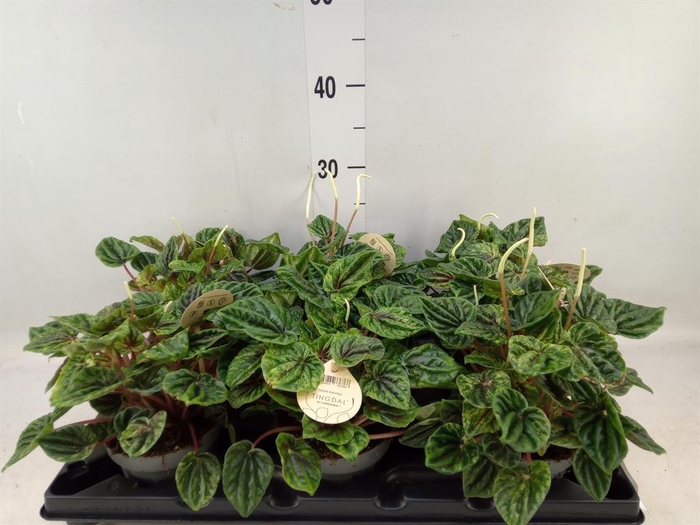<h4>Peperomia</h4>