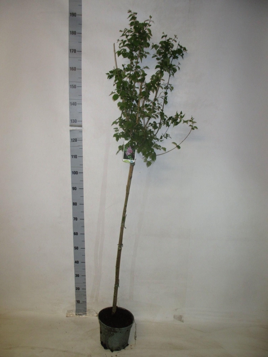 <h4>SYRI MICR SUPERBA</h4>