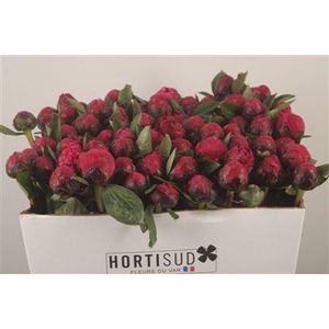 Paeo L Red Sarah Bernhard