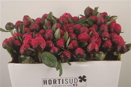 <h4>Paeo L Red Sarah Bernhard</h4>