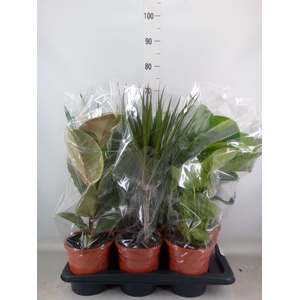 Planten Groen   ...mix  6