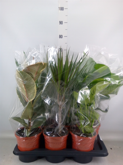 <h4>Planten Groen   ...mix  6</h4>