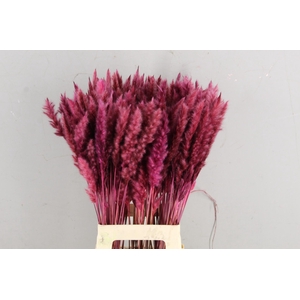 DF Pampas Silvy O.Pink