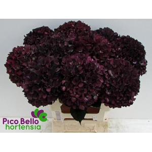 HYDR M MAG RUBY CL P