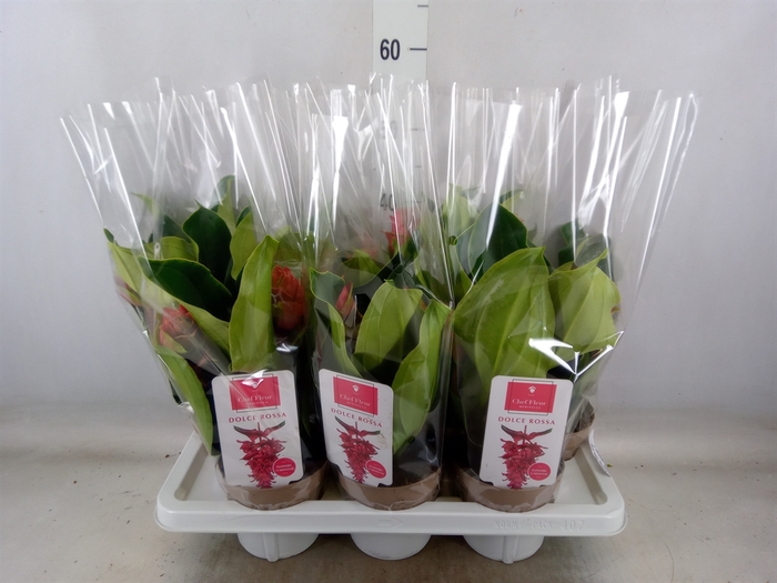 <h4>Medinilla  'Dolce Rossa'</h4>