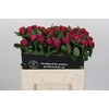 Paeonia Red Sarah