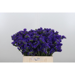 Statice Crystal Dark Blue