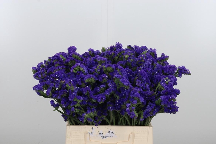 <h4>Statice Crystal Dark Blue</h4>