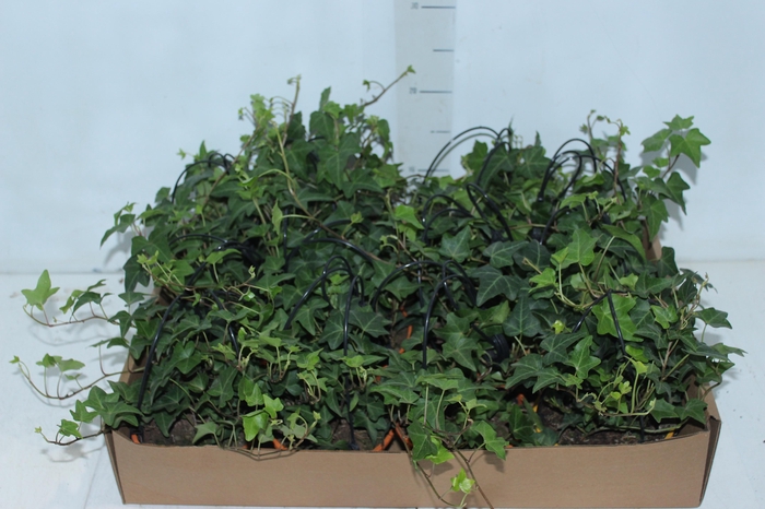 <h4>HEDERA VERDE C13</h4>