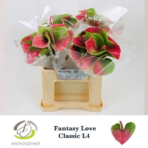 Anthurium andr. 'Fantasy Love'