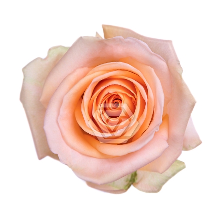 <h4>R GR TIFFANY Tessa</h4>