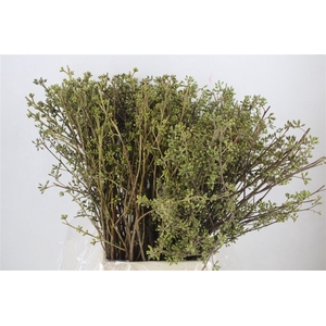 Euca Exotica Berry P Bunch