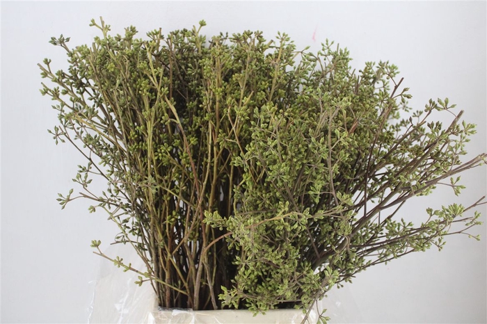 <h4>Euca Exotica Berry P Bunch</h4>