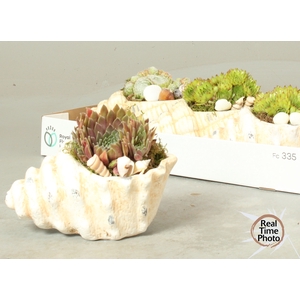 ARR SEMPERVIVUM