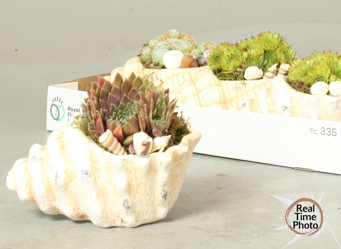 <h4>ARR SEMPERVIVUM</h4>