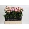 Paeonia Sarah Bernhardt