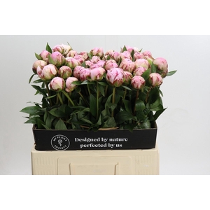 Paeonia Sarah Bernhardt